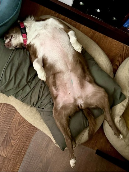 iPhone photo of our sweet chonky brown & white spotted mutt (part pug, part German Shorthair, part pibble) lying on her back in a dog bed but also on a people pillow, she’s wearing a red collar and her legs are in the air 