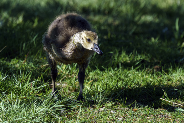 Closeup photo of a gosling, about a week or two old, walking toward the camera, looking vaguely dinosaur-ish. The head is in sunlight, the body is in shade. May 2018.