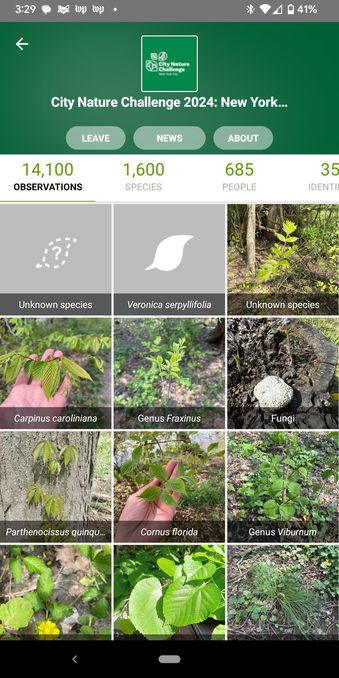 Screenshot of 2024 inaturalist City nature challenge screen showing 14,100 observations and 685  observers.