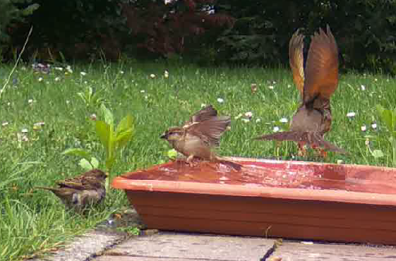 one sparrow in grass looking to body of water; bird bath;
sparrow flapping out of water side view
song thrush flying out of water back visible, wings full up
wings do have red brown color close to body, light brown in the middle and dark brown on the edge