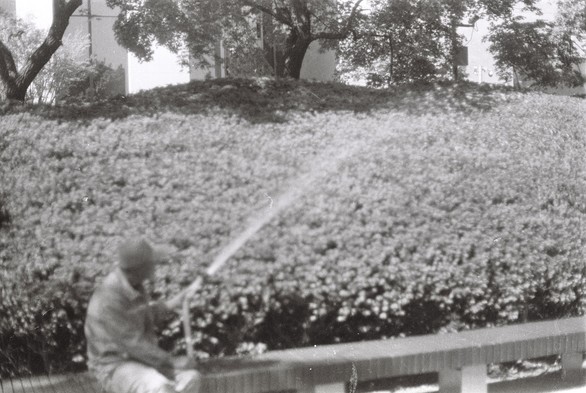 A black and white image of a person watering bushes