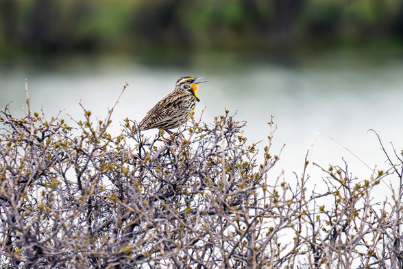 Photo of a bird called Western Meadowlark. A small bird is perched at the top of a shrubbery just beginning to show leaves. The bird is facing to the right, with its mouth open, vocalizing its stereotypical song. Its coloring is a mix of geometric patterns in black and reddish gray on the back, lighter on the belly. It has a bright yellow feather tuft under its beak and down its chest. It has a black streak across the top of its head, like a mowhawk. Behind the bird is a small lake, with greene…
