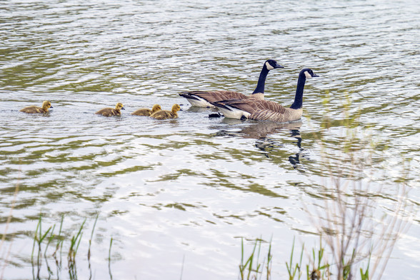 Photo of a Canada Goose couple with four goslings, swimming  to the right. Ripples on the water reflect the gray sky and some green vegetation. Mostly, the Canada Goose migrates north into Canada (duh,) for the summer and south to Mexico and Central America in the winter. But a guy named Gurney Crawford, AKA Father Goose, worked for the CO Game, Fish, and Parks dept. He basically colonized Fort Collins for the geese in 1959 with a small clutch of eggs, and now there are thousands hanging around…