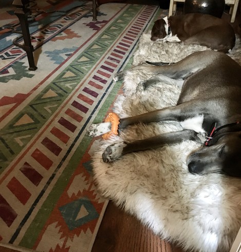 iPhone photo of 2 of our dogs sleeping on a faux fur dog bed in our living room, one dog is very big & taupe colored with white markings (she’s stretched out & is holding her donut toy), one dog is liver brown colored with white markings (she’s kinda curled up but with one back leg stretched out), there is a multicolored southwest style rug under the dog bed