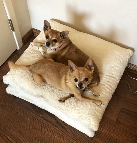 iPhone photo of 2 adorable little golden brown Chihuahuas (Tibby, who passed away 3 yrs ago & Tink, who passed away today) cuddled up together, side by side, on a big fluffy white cushion on our wood floor