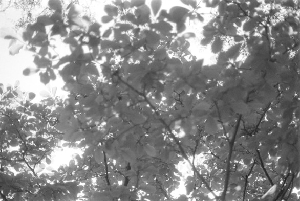 A black and white image of leaves shot against the light and sky.