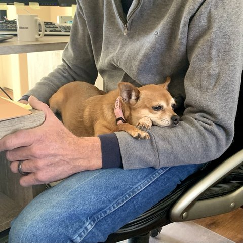 iPhone photo of a small golden brown Chihuahua stretched out across my husband’s lap—she’s wearing a pink collar & she looks super relaxed