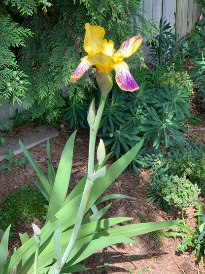 A beautiful iris in full bloom, a grey-green stem leading to an explosion of yellow and purple petals 