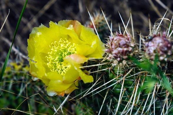 Closeup photo of a yellow prickly pear cactus flower. Taken in the Devils Backbone natural area in Larimer County, CO. The park is named that because of its geological formation, a ridge of highly eroded sandstone sticking up from the surrounding high desert hills, giving the appearance of a string of vertebrae extending about a half mile just before you reach the Big Thompson Canyon that runs up the foothills from Loveland to Estes Park. June 2017