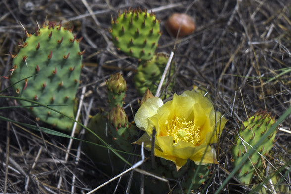 Closeup photo of a yellow prickly pear cactus flower. Taken in the Devils Backbone natural area in Larimer County, CO. The flower is flanked on either side by the paddle shaped cactus body, with spikes poking out. The park is named that because of its geological formation, a ridge of highly eroded sandstone sticking up from the surrounding high desert hills, giving the appearance of a string of vertebrae extending about a half mile just before you reach the Big Thompson Canyon that runs up the …