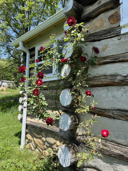 A rose vine growing against the outside wall of a log cabin on a sunny day, with numerous dark red blossoms.
