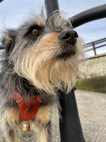 scruffy dog with beard and bell on harness