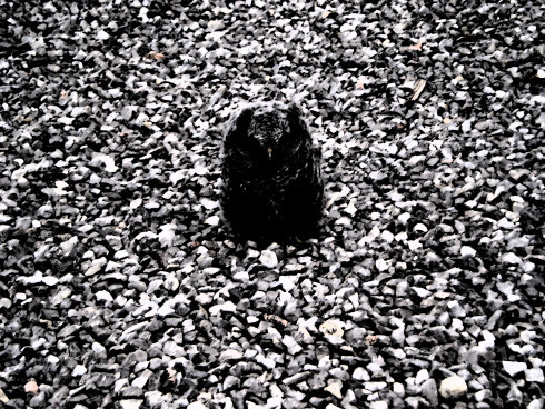 Dark and mysterious, this almost pure black owl on a textured background is almost difficult to make out, but definitely looks serious.