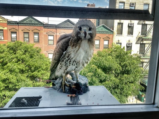 A Red-Tailed Hawk disturbed in the act of ripping apart a pigeon on top of a window air conditioning unit. The hawk is puffed up and looking alarmed directly at the camera. Pointed roofs of Harlem brownstones with red brickwork are across the street, and a taller apartment building is on the right. The green tops of two trees are in front of the buildings.