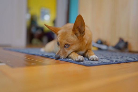 Small short-haired dog lying on an entryway rug, nose on paws, looking side-eyed at the camera