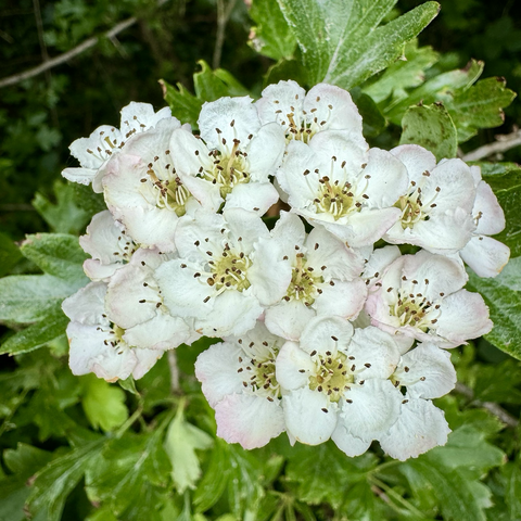 Closeup shot of. Cluster of small white flowers with five rounded petals each and many stamens with dark ends in the center. Behind are waxy pointy green leaves.