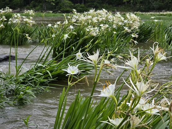 cahaba lilies in the middle of the Cahaba River. white spider lilies in clumps of green narrow but tall leaves with murky water flowing all around.