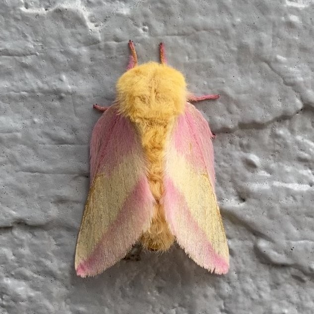 Beautiful fluffy pale yellow and pale pink moth clings to a grey wall, back to the camera