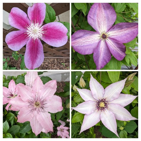 Photo of the flowers of four different varieties of clematis.