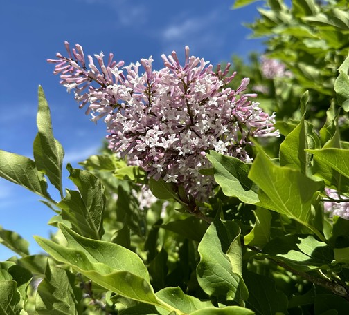 Photo of a lilac flower next to my mailbox. Pink flower cluster with green leaves be,ow and blue sky above. May 2024