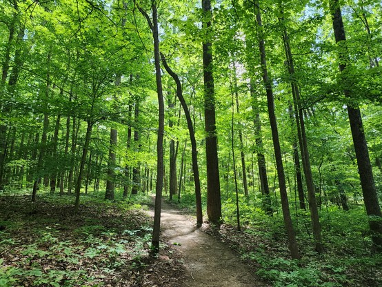 Winding dirt trail through bright green woods