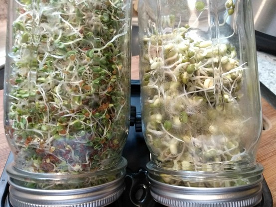 Left: mixed salad microgreens; right: mung bean sprouts. Sprouts are four days old grown in quart-sized large-mouth canning jars equipped with a stainless steel mesh lid beneath a screw-on jar ring.