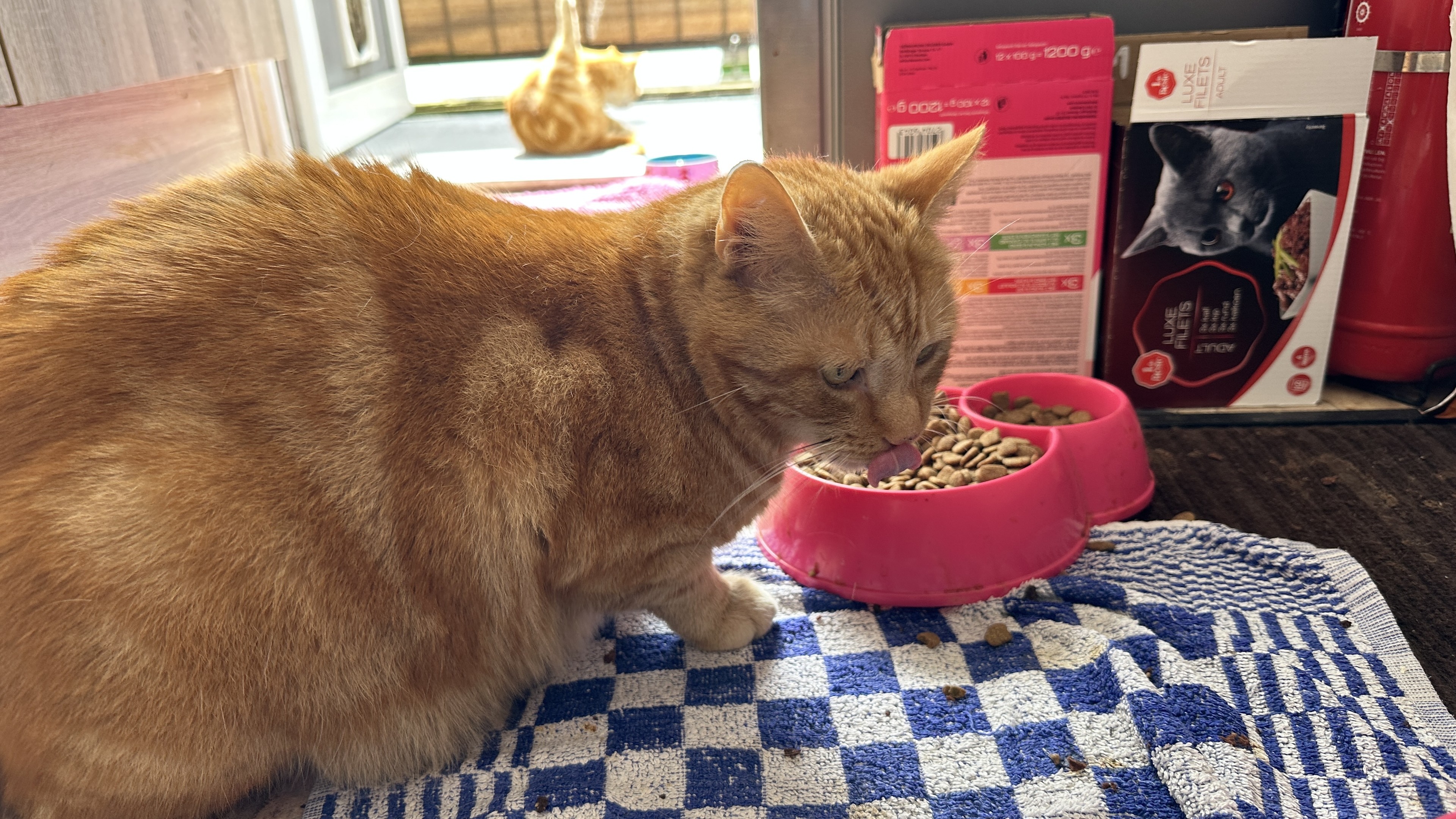 stux⚡ (@stux@mstdn.social) - Mastodon 🐘