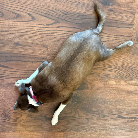 iPhone photo of our chonky dark brown & white pibble mix wearing her hot pink collar, lying on the brown wood floor with three legs out & one leg hidden underneath her