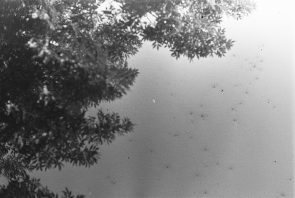 A black and white image of tree branches and the moon seen at its corner against some black spots from light leaks of the film.