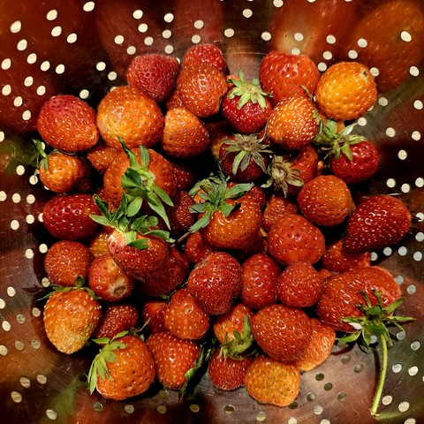 Freshly-picked strawberries in a colander.