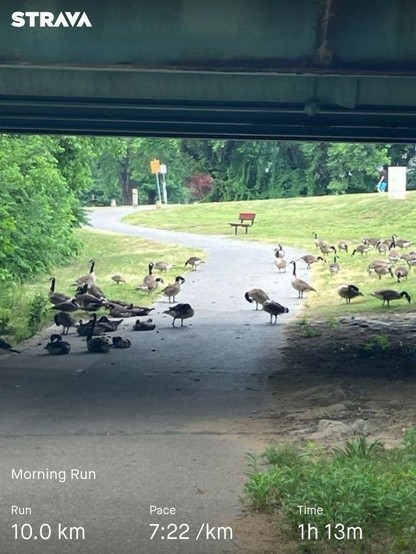 A running trail with a couple dozen geese gathered around and under an overpass. My running stats are along the bottom: distance (10.0 km), pace (7:22 /km), and time (1h 13m).