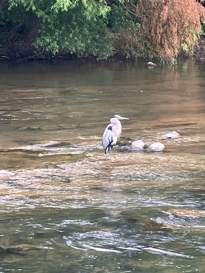 A heron standing in a river with trees in the background.