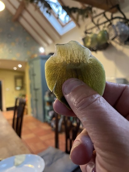 A teeth-stripped leaf from the artichoke. Translucent and green veined at top, opaque at bottom. Thumb holding. Background blurred.