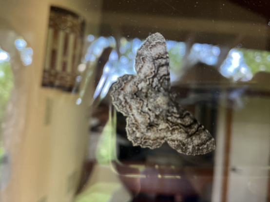 A grey moth, with darker grey patternings in its wings, resting on the glass of a window.