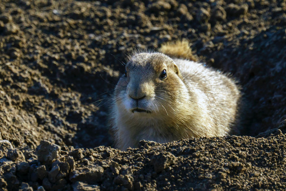 photo of a prairie dog sitting on top of its burrow. They do not live on the prairie, and they're not dogs. They are rodents. They should properly be called steppe squirrels. They are often infested with fleas that harbor the plague virus. Sometimes a whole colony will die off due to this infection. They don't hibernate during the winter and can often be seen scurrying around in the snow on sunny days all winter long. Cute af.