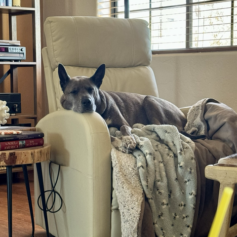 iPhone photo of our taupe colored Malinois cross curled up in an ivory recliner with 3 blankets, she’s trying to sleep & has her 2 front feet sticking out straight & her head on the arm of the chair