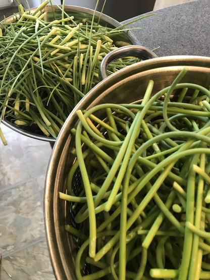 Two bowls: one with garlic scapes and the other with trimmed off garlic scape tips