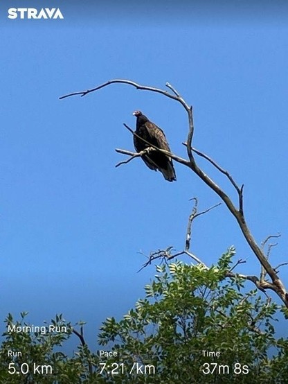 A vulture perched on a bare tree branch against a clear blue sky. Strava statistics overlay shows a morning run of 5.0 km, a pace of 7:21/km, and a total time of 37m 8s