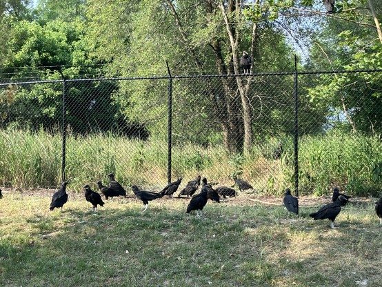 A group of black vultures gathered on the ground near a chain-link fence, with one vulture perched on the fence and one in a tree. The background features dense green foliage.