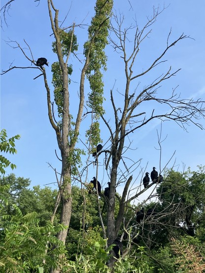 A group of black vultures perched on branches of a mostly leafless tree with a clear blue sky and green foliage in the background.