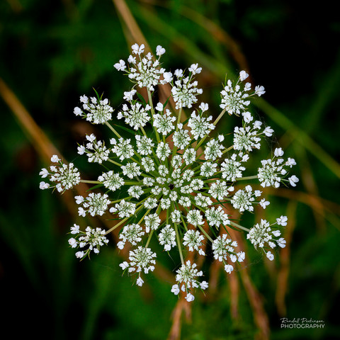 Small delicate flowers of Queen Anne's Lace against a green foliage background. 