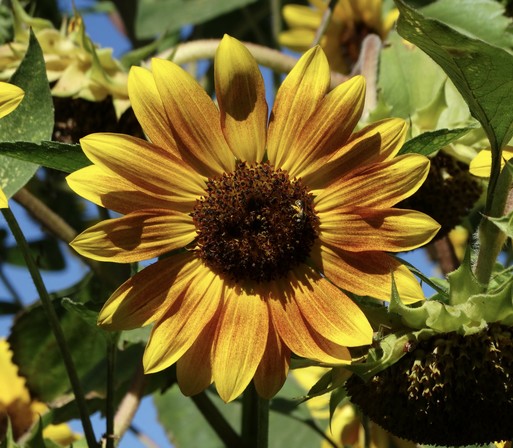 A small sunflower with red streaks on the petals and a native bee in the center of the flower, in the background is more sunflowers that are going to seed.