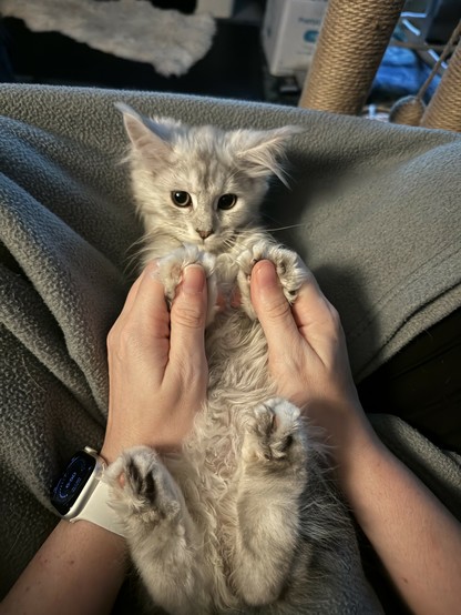 A Maine Coon kitten, laying on her back, feet in the air. Her two front paws are held in a person’s hands, and each paw is bigger than the person’s thumbs, despite the fact the cat is only twelve weeks old.