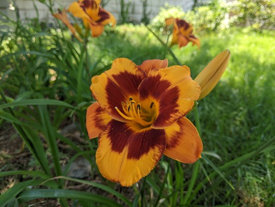 orange and red day Lily