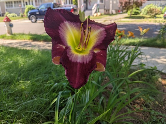 maroon and chartreuse Day Lily