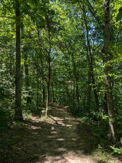 A well traveled path through a very green woods. The blue sky can be seen in tiny little patches, but it's mostly leaves. The spots of sunlight that do get through are very bright, making it hard to see the shadowy woods.