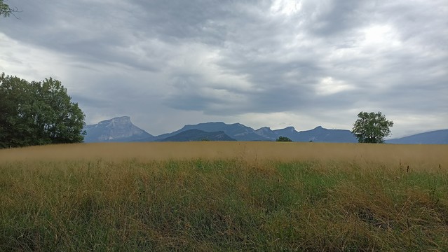a field, mountains i the background