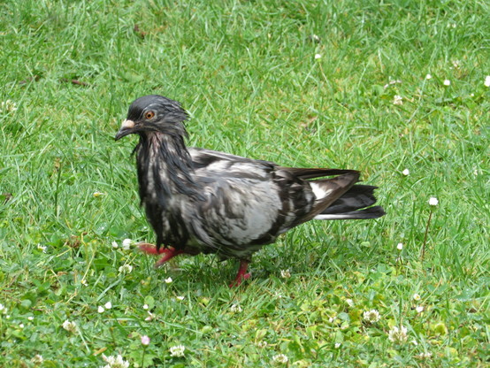 Very wet pigeon walking about looking for food