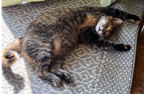 A tortie cate lying outstretched on a carpet. She is halfway on her back with her arms stretched above her head and a peaceful look on her face. 
