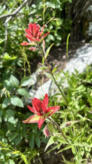 Closer view of the paintbrush flower. Each long stem has a single flower on its end that appears to have been dipped in red paint, thus the name. 